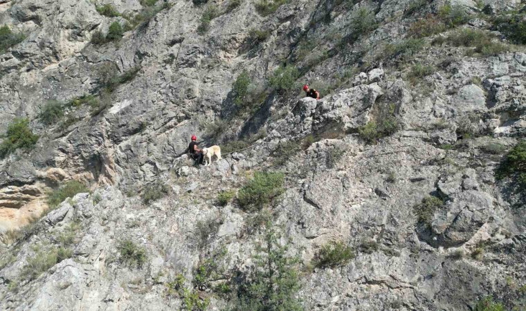 Kayalıkta mahsur kalan köpeği itfaiye ekibi kurtardı