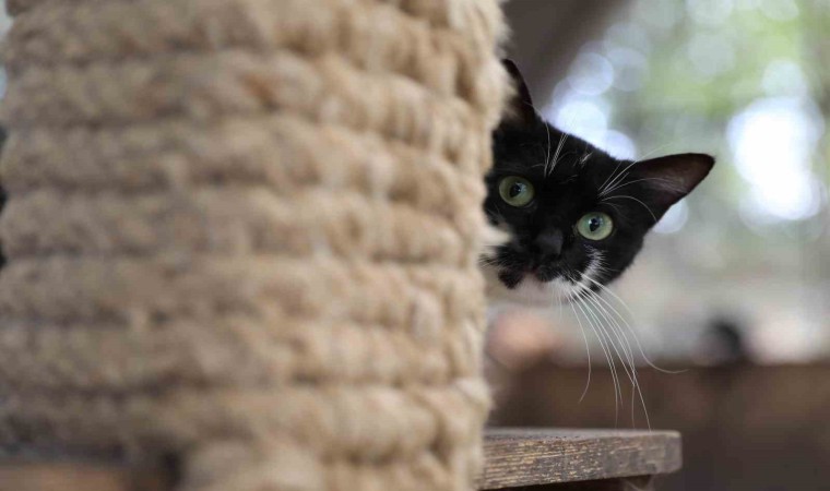 ‘Kedi Kasabası Türkiyede örnek