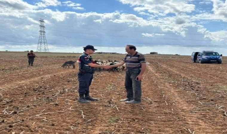 Kırklarelinde kaybolan küçükbaş hayvanlar bulundu