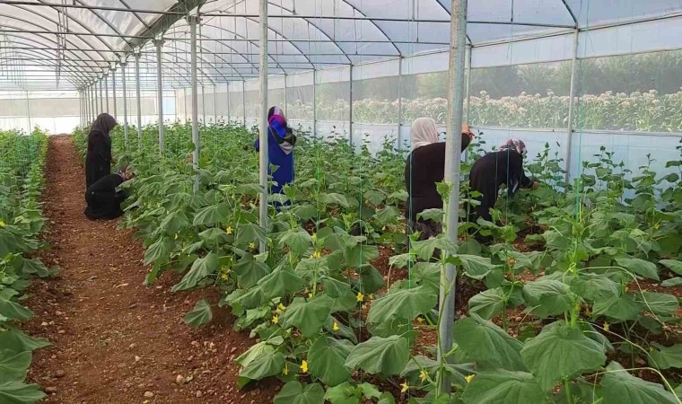 Kooperatif kuran kadınlar seralarındaki ürünlerin ilk hasadını yaptı