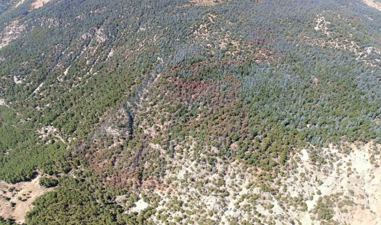 Kumlucadaki yangında 15 hektar ormanlık alan zarar gördü