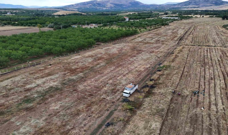 Malatyada üretilen soğanlar Avrupaya ihraç ediliyor