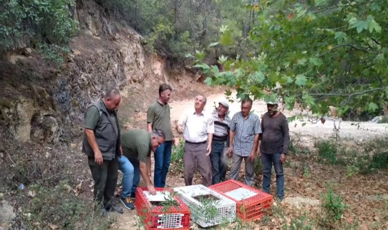 Muğlada keklikler doğaya salındı