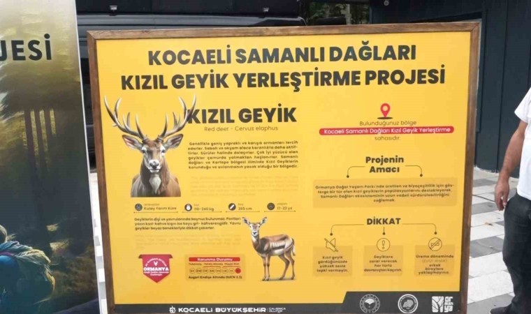 Ormanyada üretilen kızıl geyikler doğaya salındı