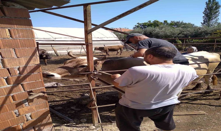 Ortacada hayvan sağlığı için çalışmalar devam ediyor