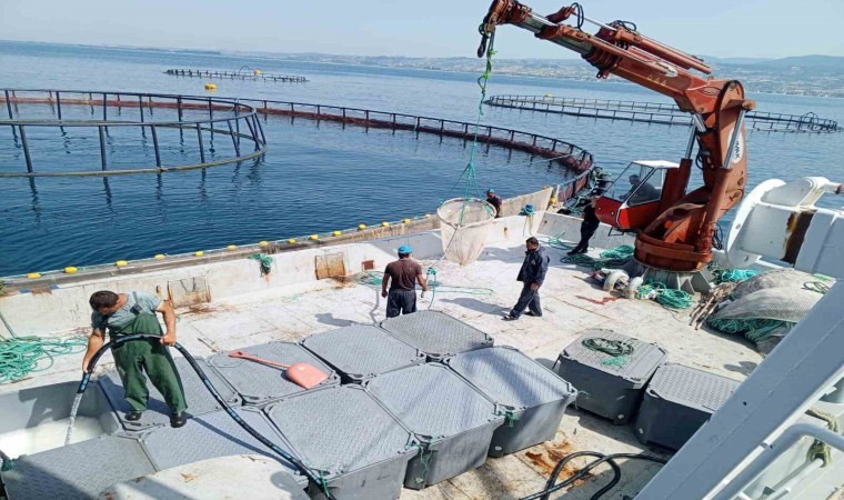 Samsun, Türk somonu üretiminde dünya markası haline geldi