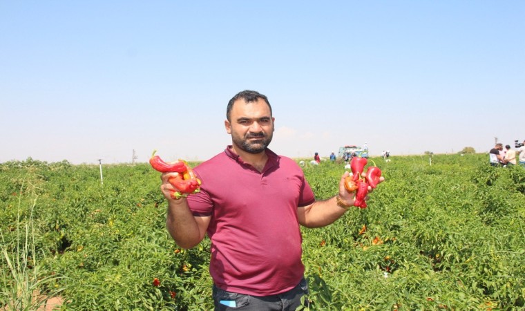 Şanlıurfada acı biberin hasadı sürüyor