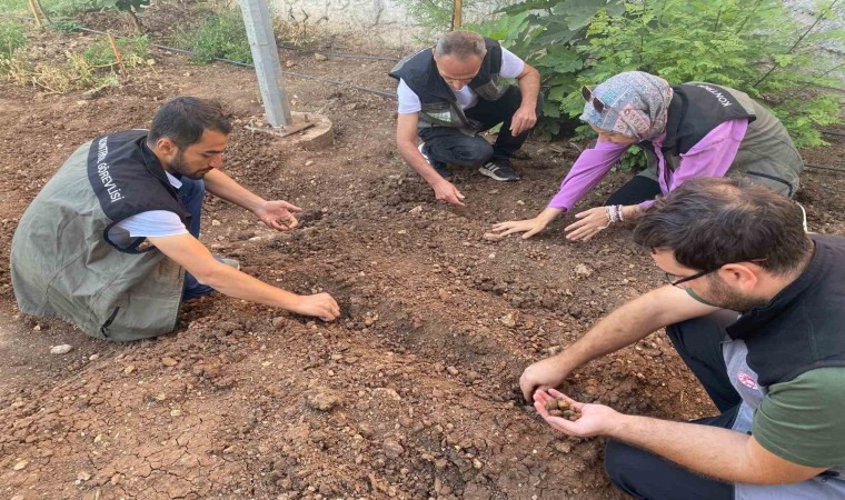 Siirtte salep üretimi için deneme alanı kuruldu