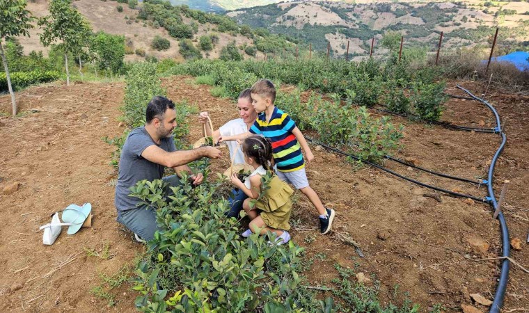 Sındırgıda Aronya hasadı başladı