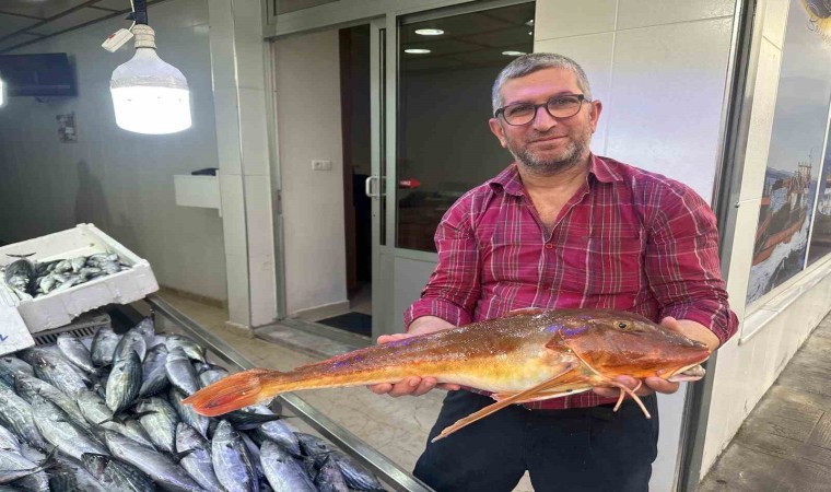 Sinopta ağlara takılan kırlangıç balığı ilgi odağı oldu