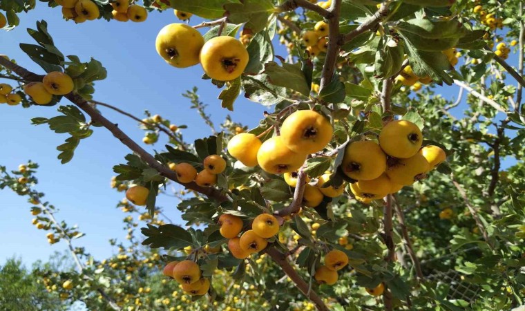 Sonbaharın aromatik meyvesi ‘alıç tezgahtaki yerini aldı