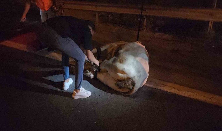 Tırdan kaçarak otoyolda trafiği durduran angus, iğneyle vurularak yakalandı