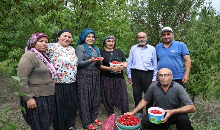 Toroslarda yetişen şifalı kızılcık kirazının hasadı başladı