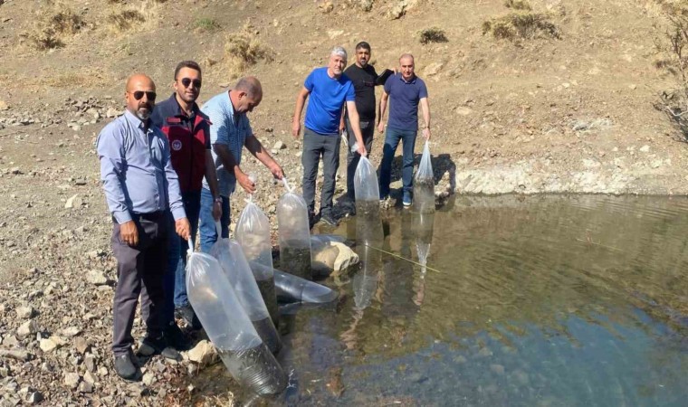 Tuncelide doğal göle, 80 bin pullu yavru sazan bırakıldı