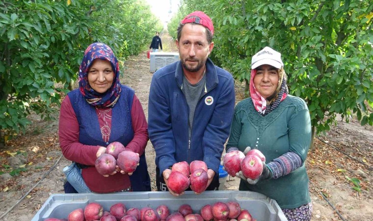 Türkiyenin elma bahçesi Ispartada hasat başladı