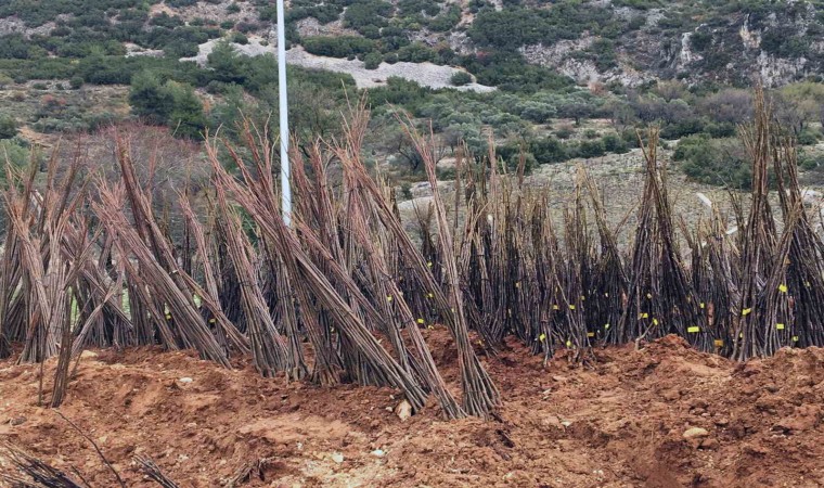 Yangında kovanları yanan arıcılara Büyükşehirden malzeme desteği