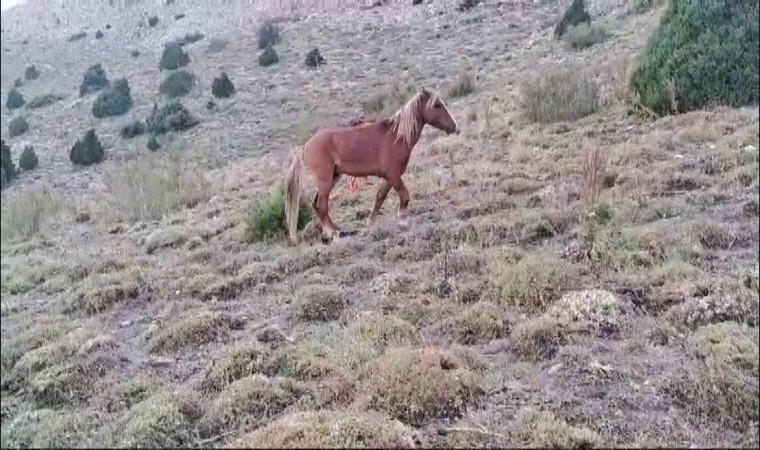 Yozgatta ayağı kırılan yılkı atına jandarmadan şefkat eli