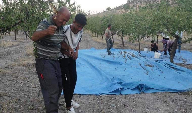 Yozgatta badem üreticisi yüksek verimi halay çekerek kutladı