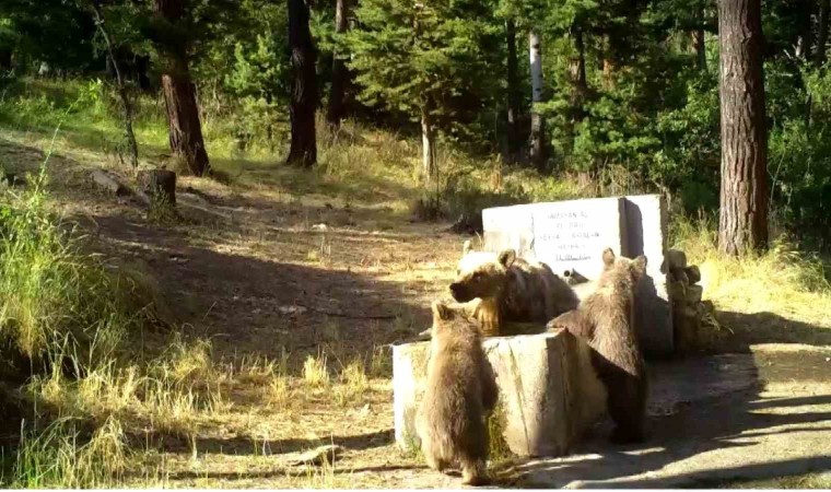 Yozgatta sıcaktan bunalan anne ve yavru ayılar foto kapana yakalandı