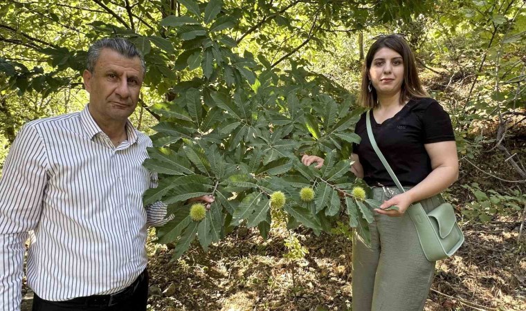 Yüksekovada kestaneler canlanıyor: Ekim ayında hasada başlanacak