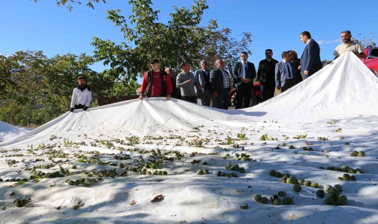 1400 dekar arazide 35 bin ceviz ağacı dikti