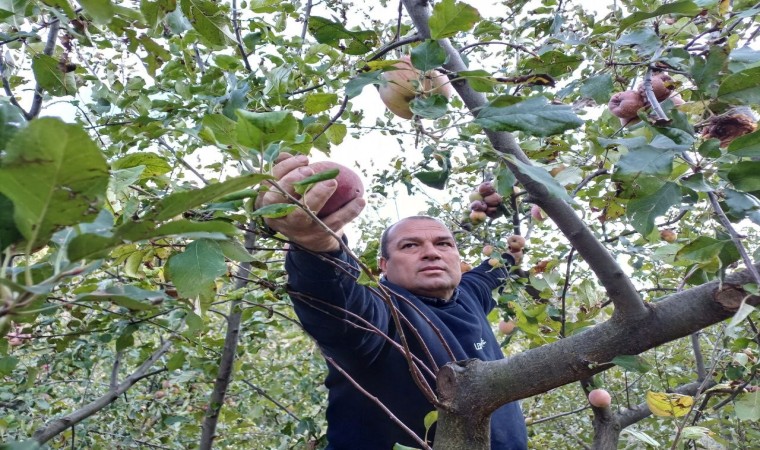 Adanada zirveye kar yağdı, elma hasadı erken yapıldı