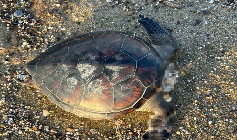 Alanyada caretta caretta ölüsü bulundu