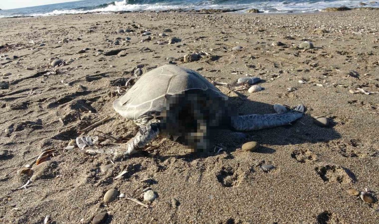 Alanyada son bir haftada iki caretta caretta ölü bulundu