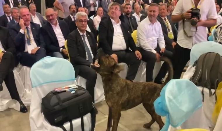 Antalyada fuar alanına girip dron kovalayan köpek gülümsetti