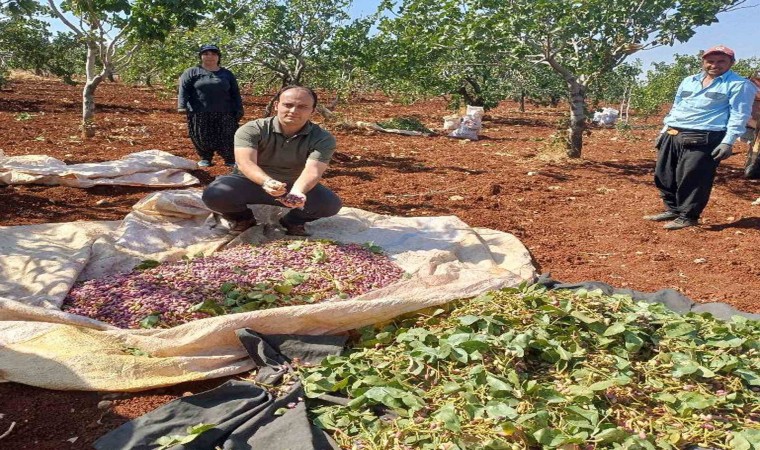 Araban kaymakamı işçilerle birlikte Antep fıstığı hasadına katıldı