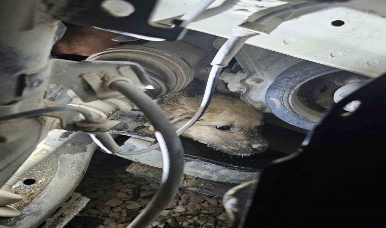 Aracın motoruna giren yavru köpek, lastik sökülerek kurtarıldı