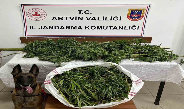 Artvinde 15,5 kilo esrar yakalandı: 1 zanlı tutuklandı