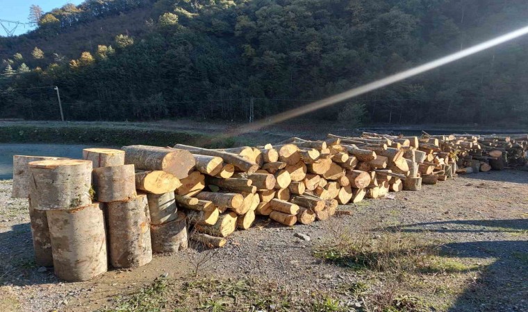 Artvinde kooperatif başkanı eylemlerin yapıldığı alanda kaçak ağaç kesmekten gözaltına alındı