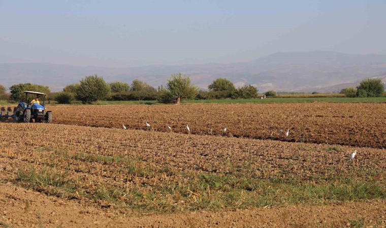 Aydında su kuşları, çiftçilerin tarladaki yoldaşı oluyor