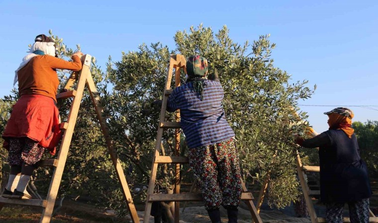 Ayvalıkta dua ve hayır yemekleriyle ilk hasat