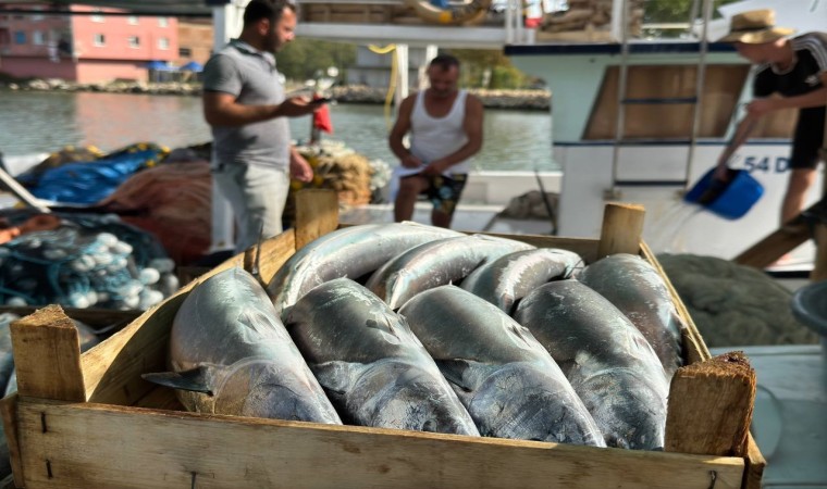 Balıkçılar önümüzdeki günlerde Karadenizde palamut bolluğu bekliyor