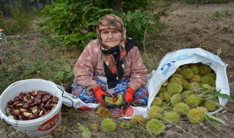 Balıkesirde kestane hasadı başladı