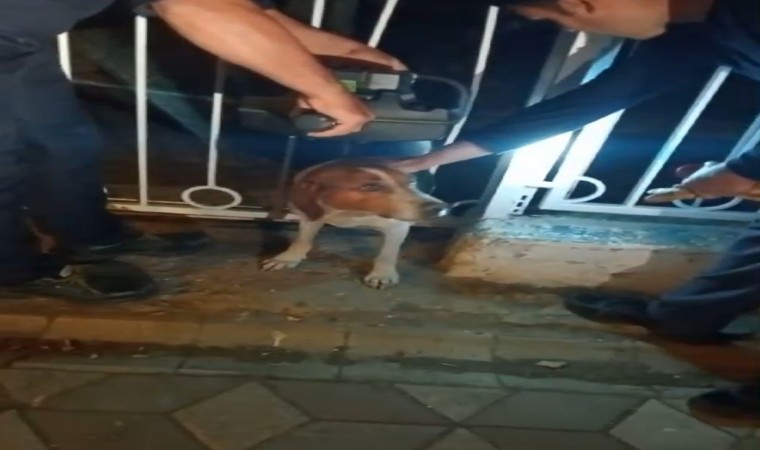 Bandırmada demir parmaklıklara sıkışan köpek kurtarıldı