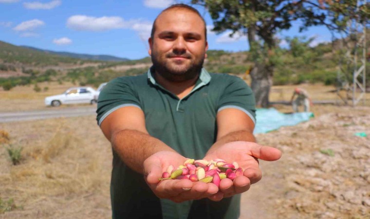 Başkentli çiftçiler yeşil altının üretim kapasitesinin artırılması için aşılama desteği bekliyor