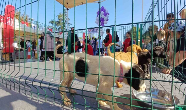 Belediye sokak hayvanlarını unutmadı