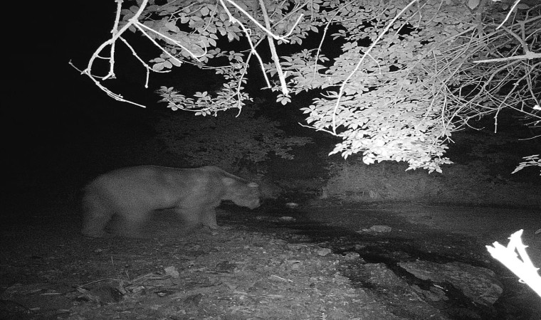 Bilecikte fotokapana yakalanan ayı ve domuzun görüntüsü gülümsetti