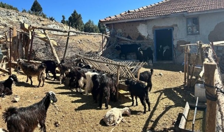 Burdurda kaybolan 42 küçükbaş hayvan jandarma ekipleri tarafından bulundu