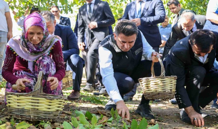 Ceviz üretiminde Türkiye 3üncüsü Bilecik oldu