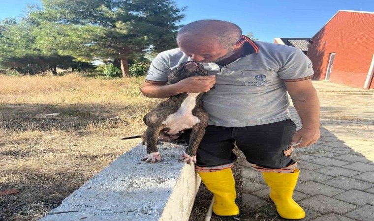 Denizlide yasak ırk köpekler uygun şartlarda bakılıyor