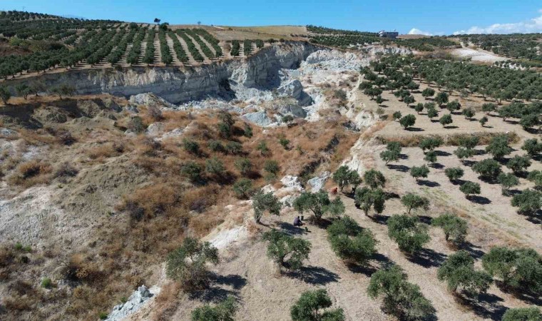 Depremin büyüklüğünü gösteren devasa yarığın ikiye ayırdığı bahçede tedirgin eden zeytin hasadı