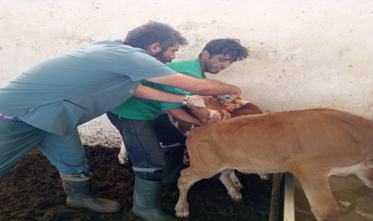 Didim Tarım ve Orman Müdürlüğünün aşılama çalışmaları sürüyor