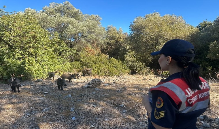 Dilek Yarımadasında jandarma denetimi