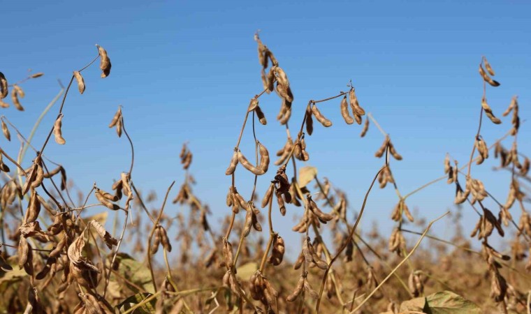 Diyarbakırda bu yıl 35 bin dekar soya fasulyesi ekildi