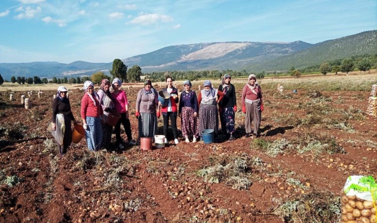 Domaniçte patates hasat çalışmaları kontrol edildi