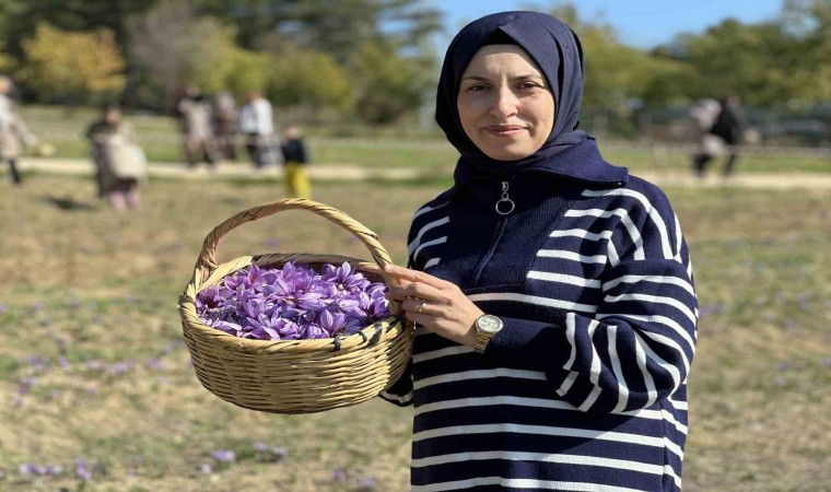 ‘Dünyanın en pahalı baharatı safranı hasat etmek için soluğu tarlalarda aldılar